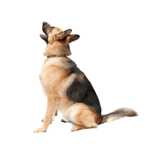 elite-dog-recall-training-elanora-heights