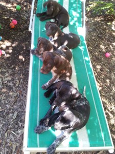 line of puppies
