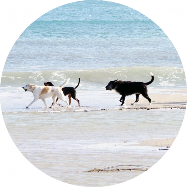 dog buddies on beach friends