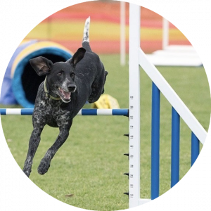 dog jumping agility