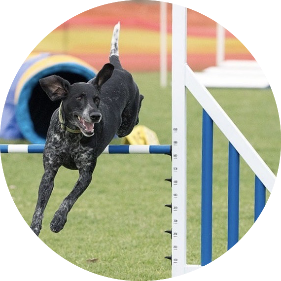 dog jumping agility