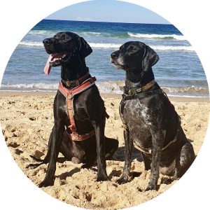 two dogs on beach shellbe chillax