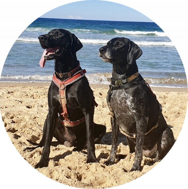 two dogs on beach shellbe chillax