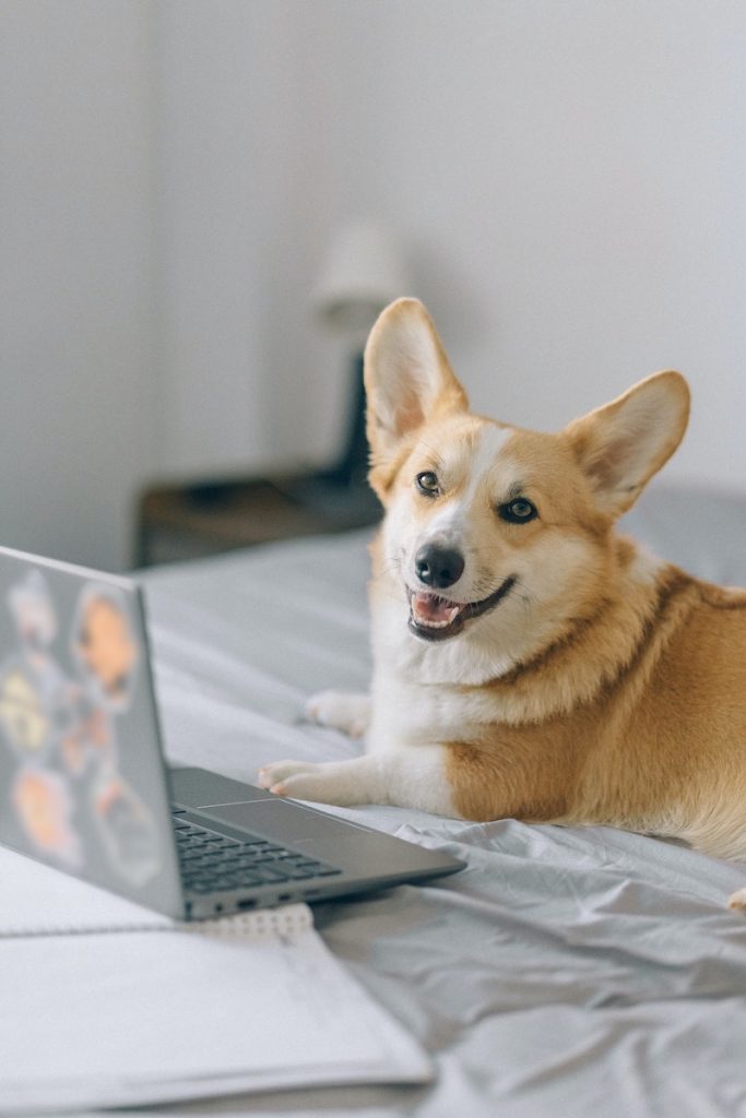 At-Home online classes with Goodog during stay-at-home orders