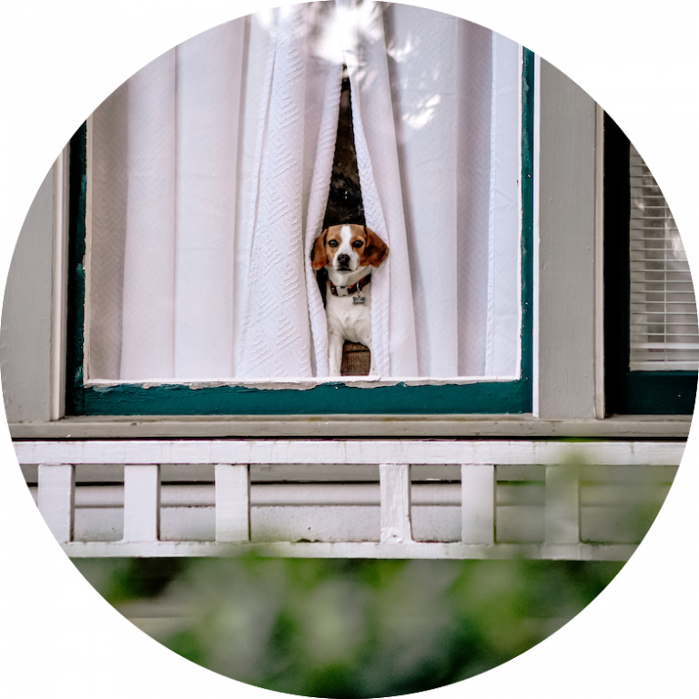 online-crash-course-for-dogs-impacted-by-covid-home-alone